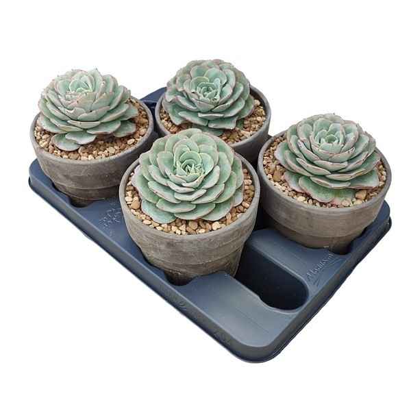 Горшечные цветы и растения оптом Echeveria Atlantis In Terracotta от 4шт из Голландии с доставкой по России