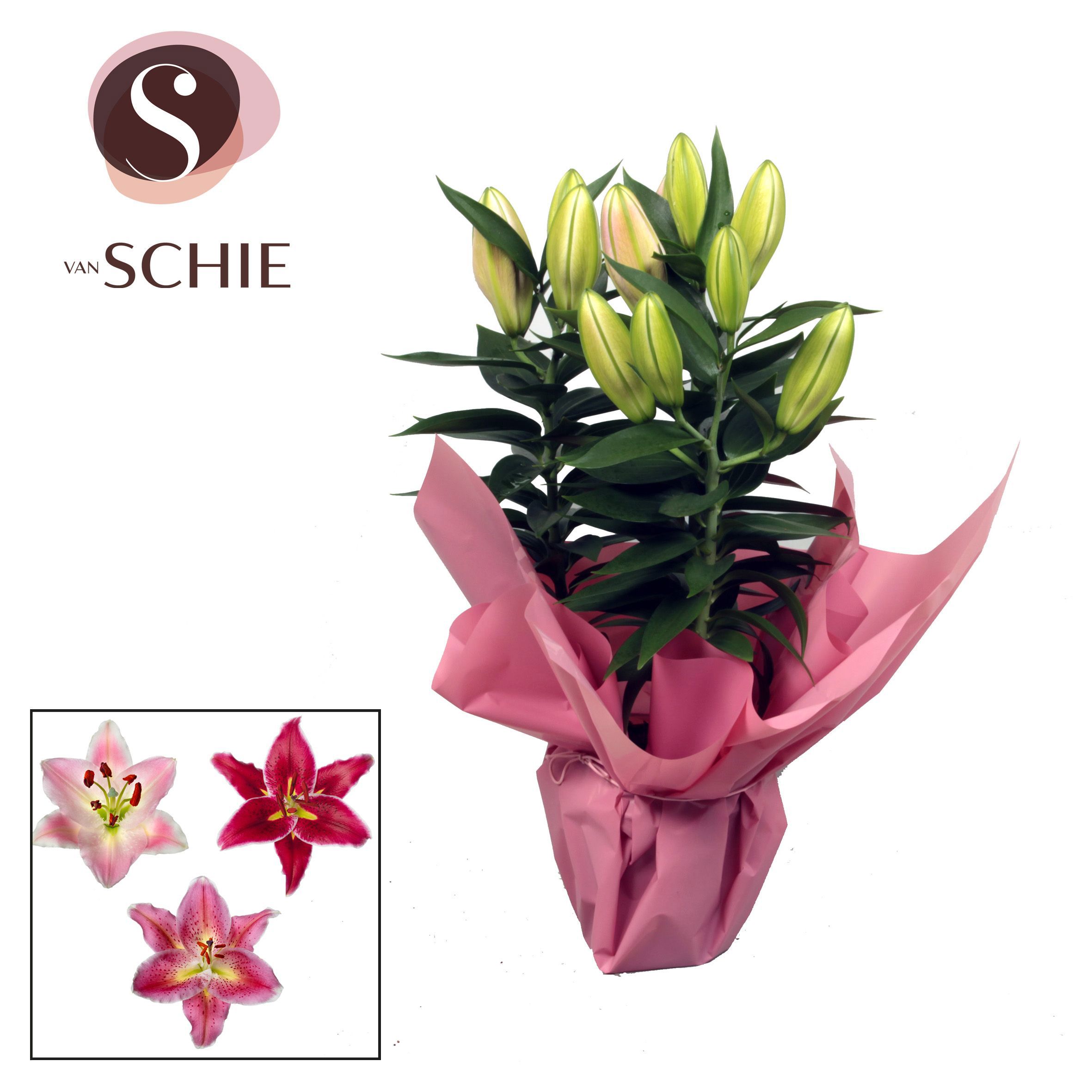 Горшечные цветы и растения оптом Lilium Or Pink 3pp Rondella от 8шт из Голландии с доставкой по России