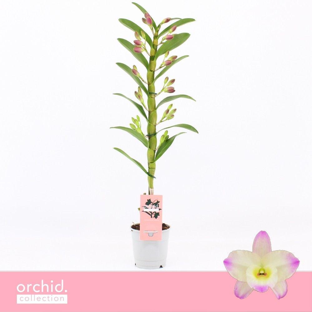 Горшечные цветы и растения оптом Dendr Nob 1st Bright Eyes от 10шт из Голландии с доставкой по России