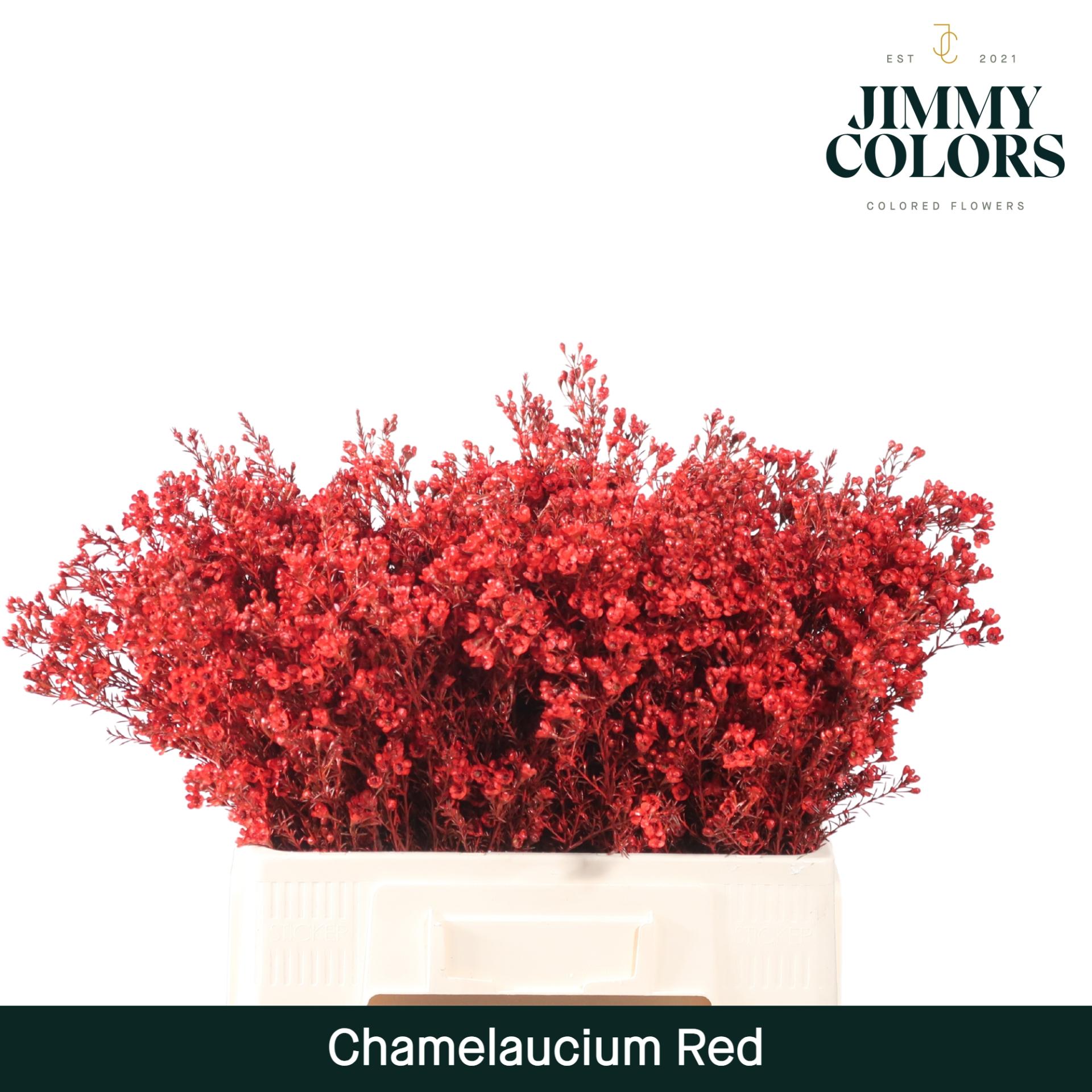 Срезанные цветы оптом Chamelaucium paint red от 25шт из Голландии с доставкой по России Срезанные цветы оптом Chamelaucium paint red от 25шт из Голландии с доставкой по России