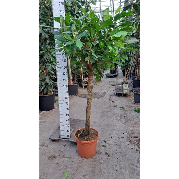 Горшечные цветы и растения оптом Cyathistipula Stam от 1шт из Голландии с доставкой по России