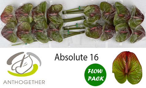 Срезанные цветы оптом Anthurium absolute от 16шт из Голландии с доставкой по России