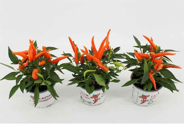 Горшечные цветы и растения оптом Capsicum Ann. Hup Hup от 12шт из Голландии с доставкой по России