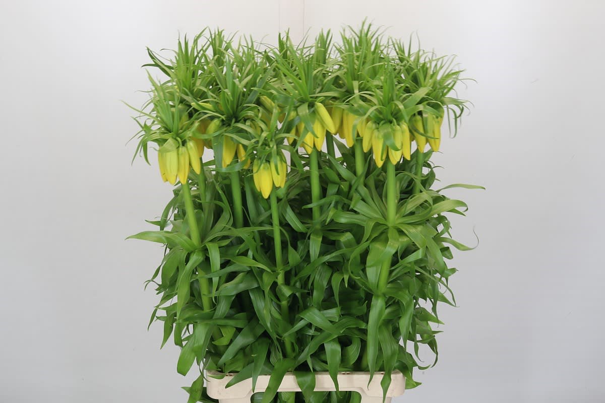 Срезанные цветы оптом Fritillaria yellow beauty от 25шт из Голландии с доставкой по России
