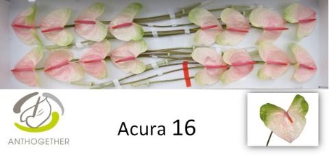 Срезанные цветы оптом Anthurium acura от 16шт из Голландии с доставкой по России