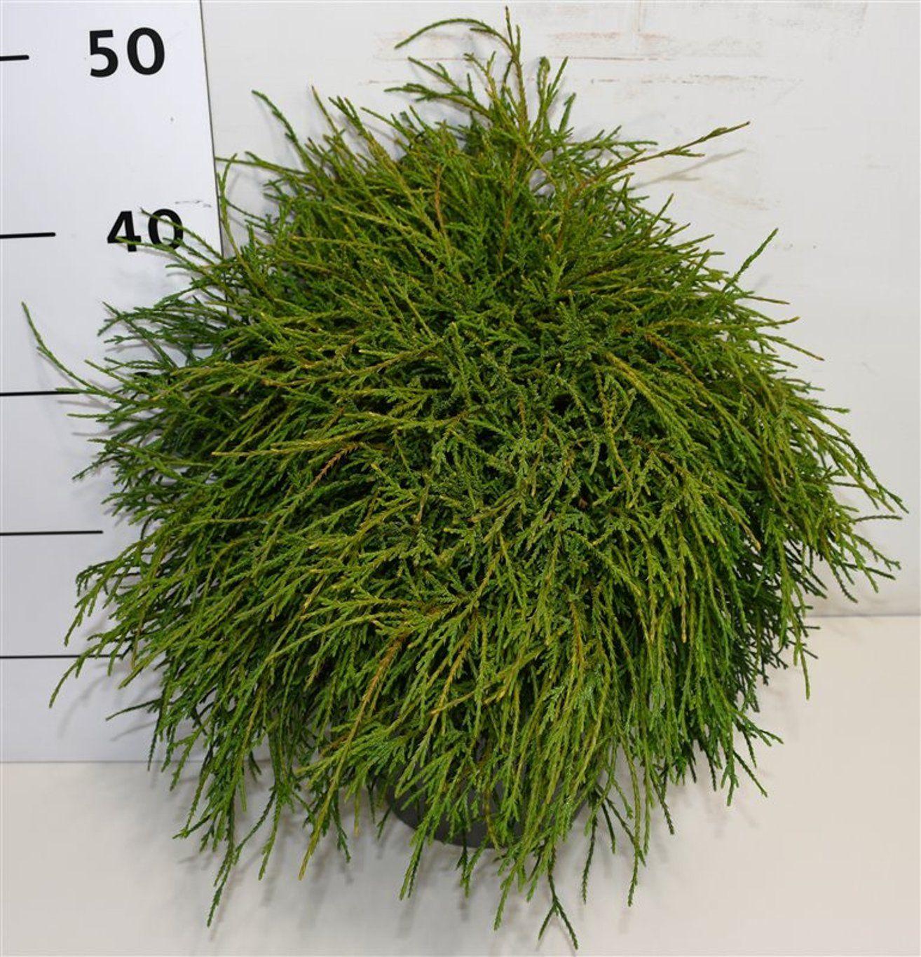 Горшечные цветы и растения оптом Chamaecyparis Pis Filifera Nana от 1шт из Голландии с доставкой по России