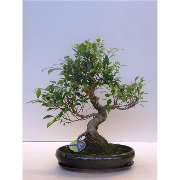 Горшечные цветы и растения оптом Bonsai Ficus Retusa, With Drip Tray от 1шт из Голландии с доставкой по России
