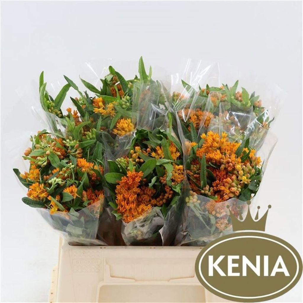 Срезанные цветы оптом Asclepias tuberosa от 80шт из Голландии с доставкой по России