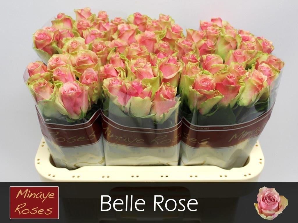 Срезанные цветы оптом Rosa large belle rose от 60шт из Голландии с доставкой по России