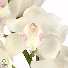 Срезанные цветы оптом Cymbidium white snowcastle от 12шт. из Голландии с доставкой по России