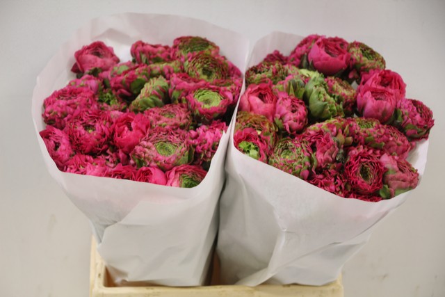 Срезанные цветы оптом Ranunculus pon pon fanny от 60шт из Голландии с доставкой по России