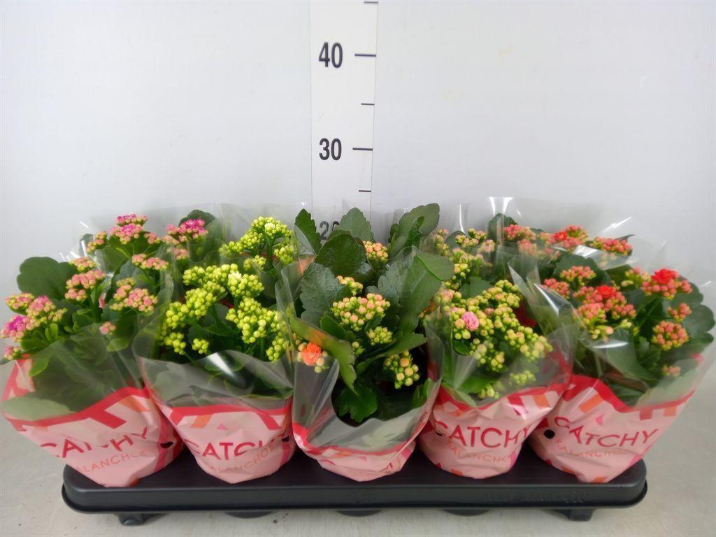 Горшечные цветы и растения оптом Kalanchoe Blos.   ..rosebud Mix  5 от 10шт из Голландии с доставкой по России