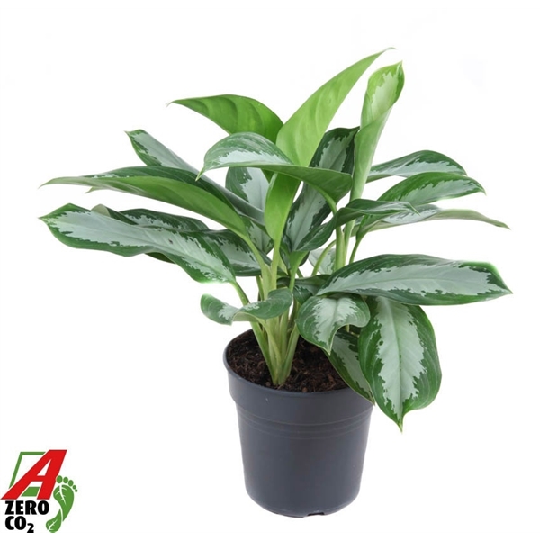 Горшечные цветы и растения оптом Aglaonema Silver Moon от 1шт из Голландии с доставкой по России
