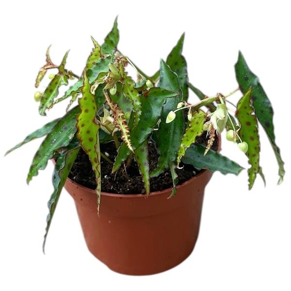 Горшечные цветы и растения оптом Begonia Amphioxis от 1шт (для телеги) из Голландии с доставкой по России