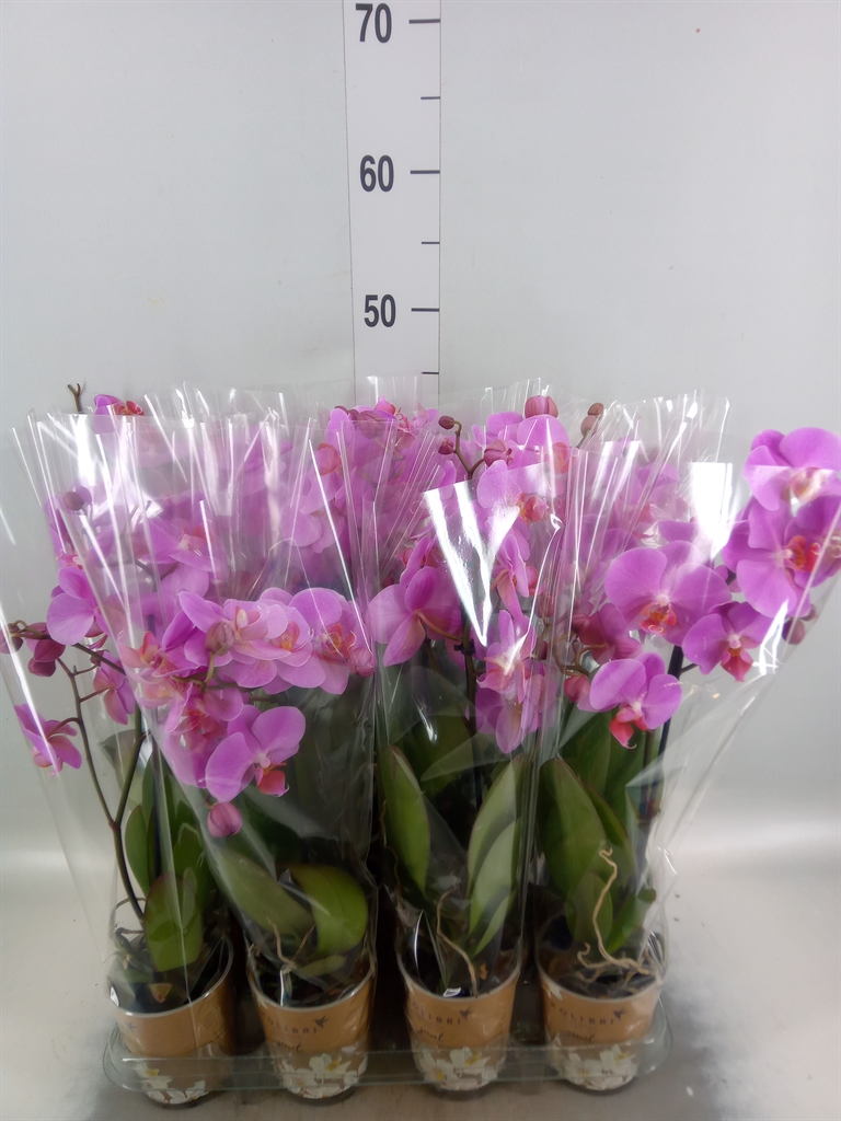 Горшечные цветы и растения оптом Phalaenopsis Multi.   ...lilac от 12шт (для телеги) из Голландии с доставкой по России