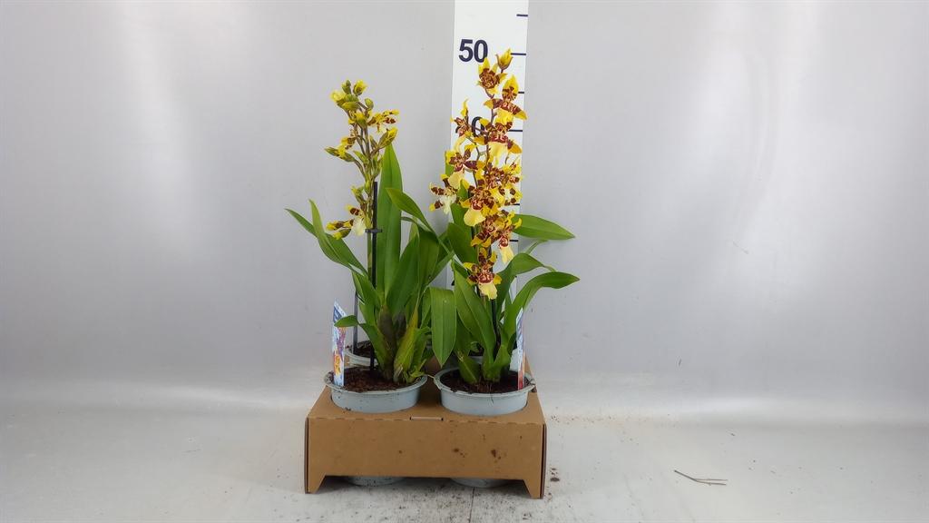 Горшечные цветы и растения оптом Orchideeen ... A от 4шт из Голландии с доставкой по России
