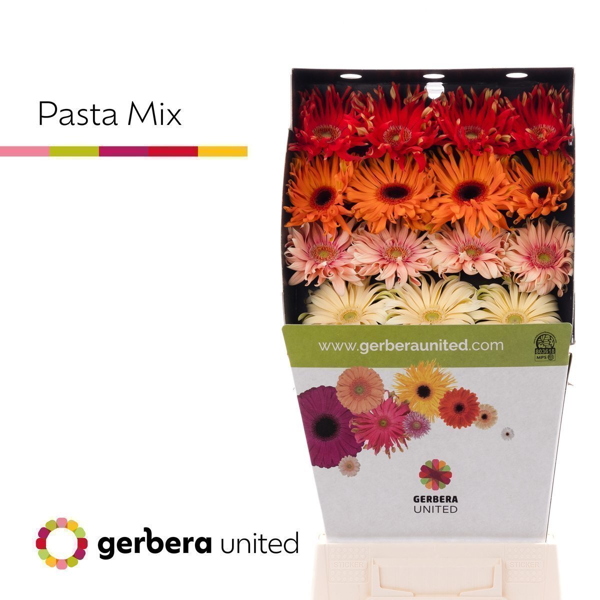 Срезанные цветы оптом Gerbera diamond pasta mix от 45шт из Голландии с доставкой по России