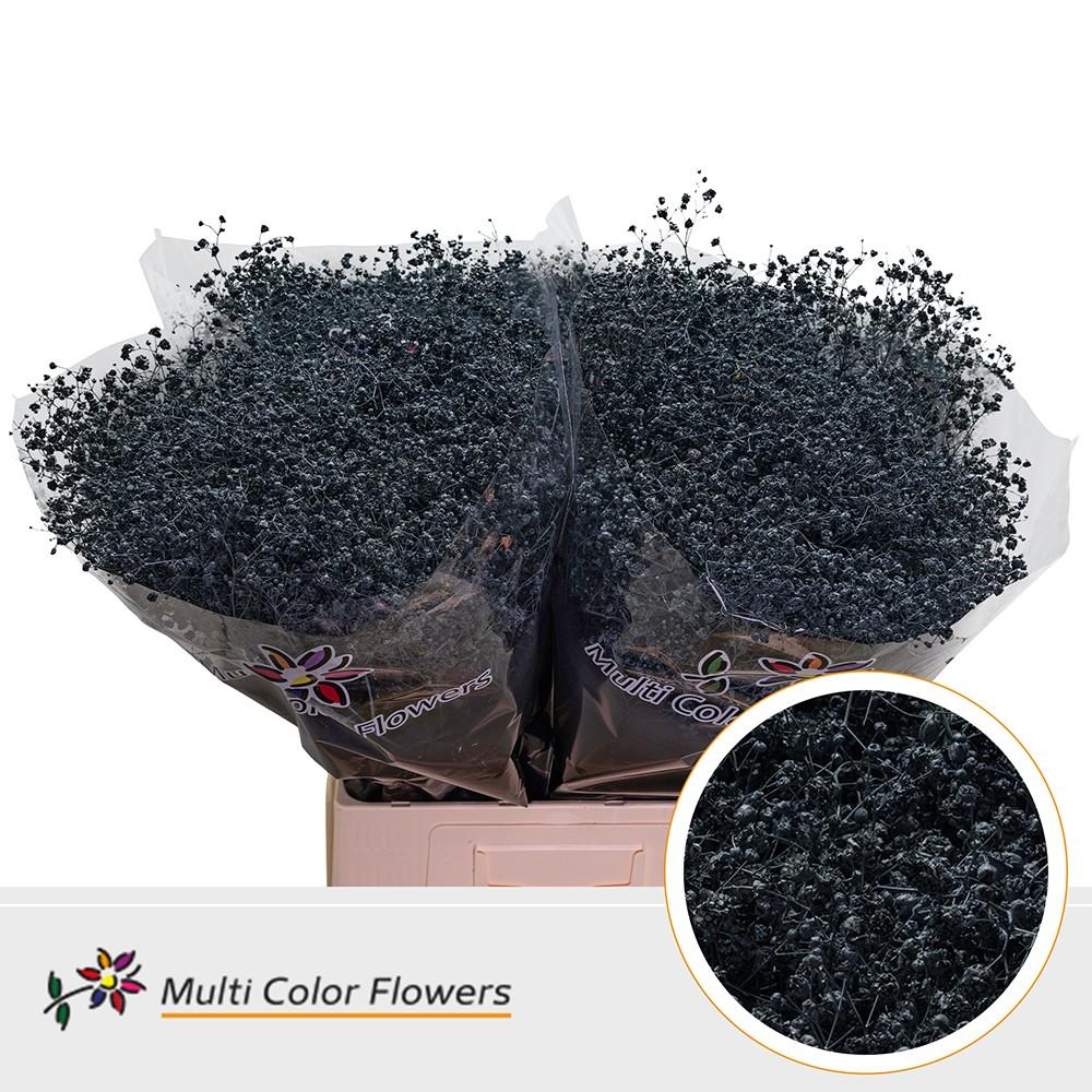 Срезанные цветы оптом Gyps large paint grey от 100шт из Голландии с доставкой по России