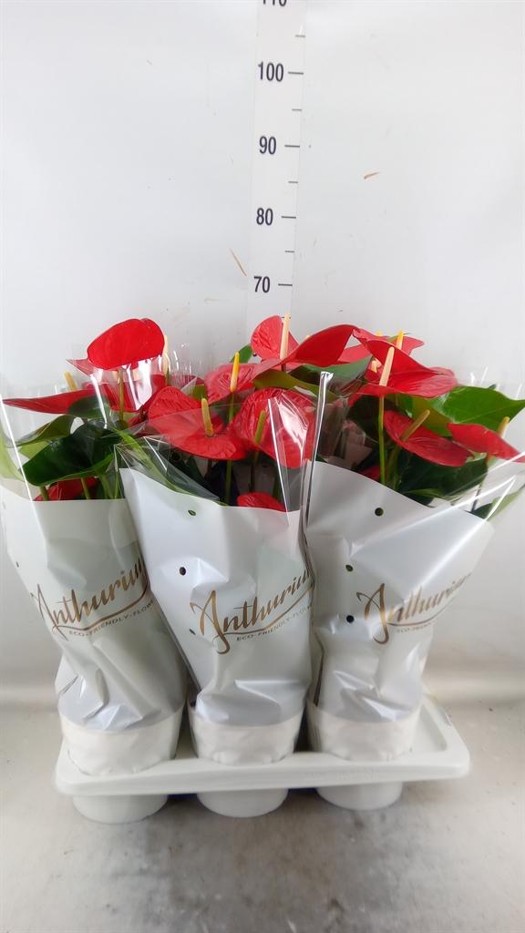 Горшечные цветы и растения оптом Anth An Minnesota 6+ от 6шт из Голландии с доставкой по России