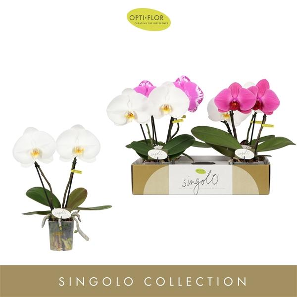 Горшечные цветы и растения оптом Phal 2st Singolo Mix (opti) от 4шт (для телеги) из Голландии с доставкой по России