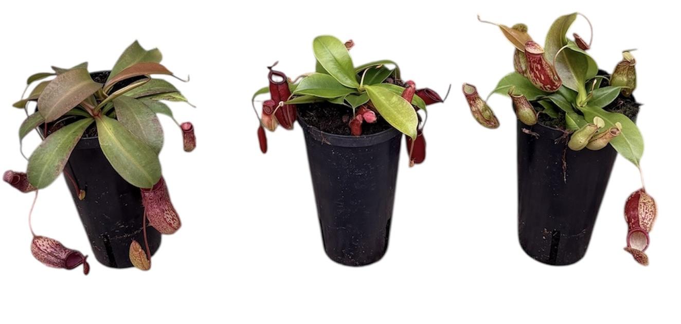 Горшечные цветы и растения оптом Nepenthes Monkey Jars Mix (hoge Pot) от 6шт из Голландии с доставкой по России Горшечные цветы и растения оптом Nepenthes Monkey Jars Mix (hoge Pot) от 6шт из Голландии с доставкой по России