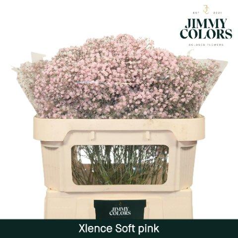 Срезанные цветы оптом Gyps large paint pink light от 75шт из Голландии с доставкой по России