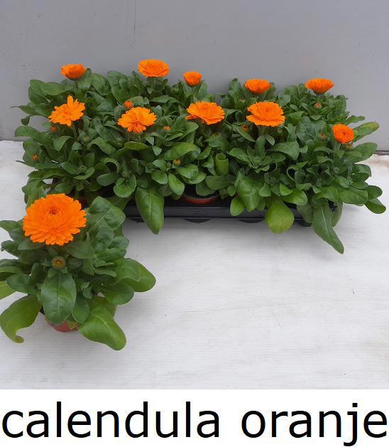 Горшечные цветы и растения оптом Calendul Officinalis от 10шт из Голландии с доставкой по России