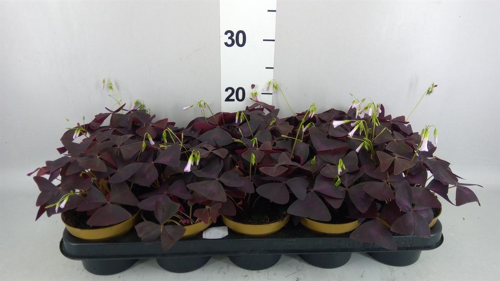 Горшечные цветы и растения оптом Oxalis Triangularis AA от 10шт из Голландии с доставкой по России
