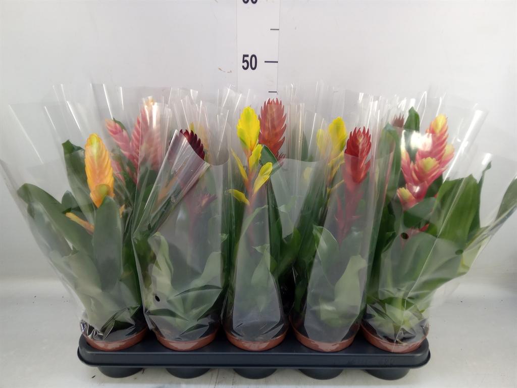 Горшечные цветы и растения оптом Vriesea   ...mix 6 от 10шт из Голландии с доставкой по России