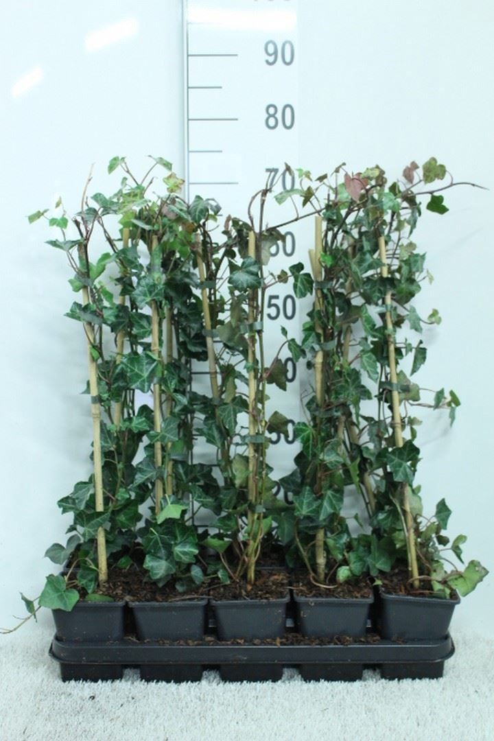 Горшечные цветы и растения оптом Hedera Hibernica от 10шт из Голландии с доставкой по России