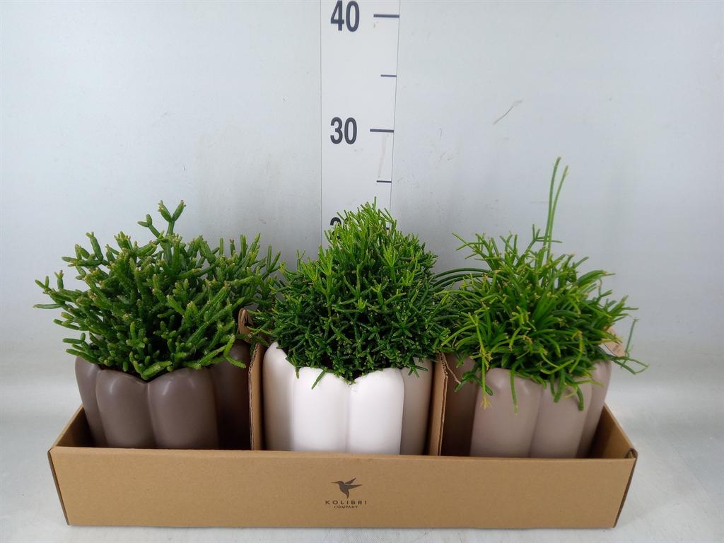 Горшечные цветы и растения оптом Rhipsalis   ...mix от 3шт из Голландии с доставкой по России