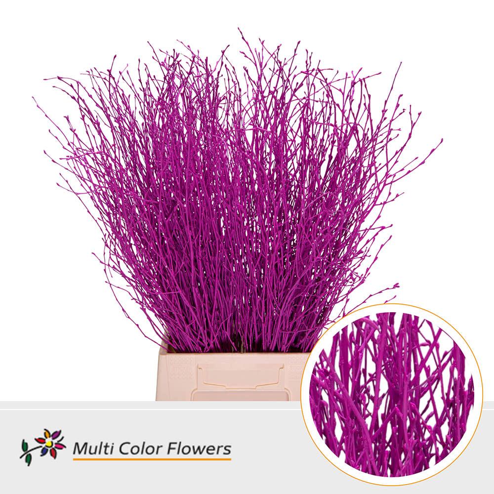 Срезанные цветы оптом Betula paint cerise от 100шт из Голландии с доставкой по России