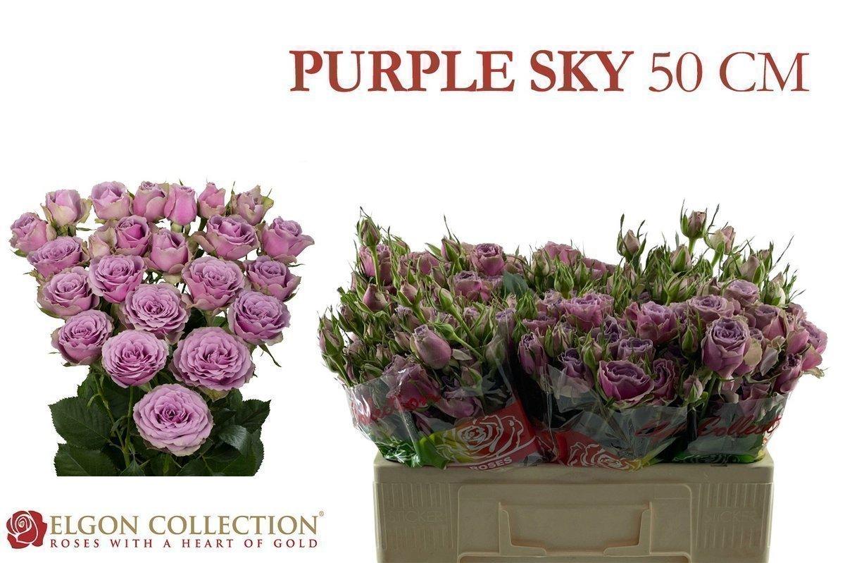Срезанные цветы оптом Rosa spray purple sky от 300шт из Голландии с доставкой по России