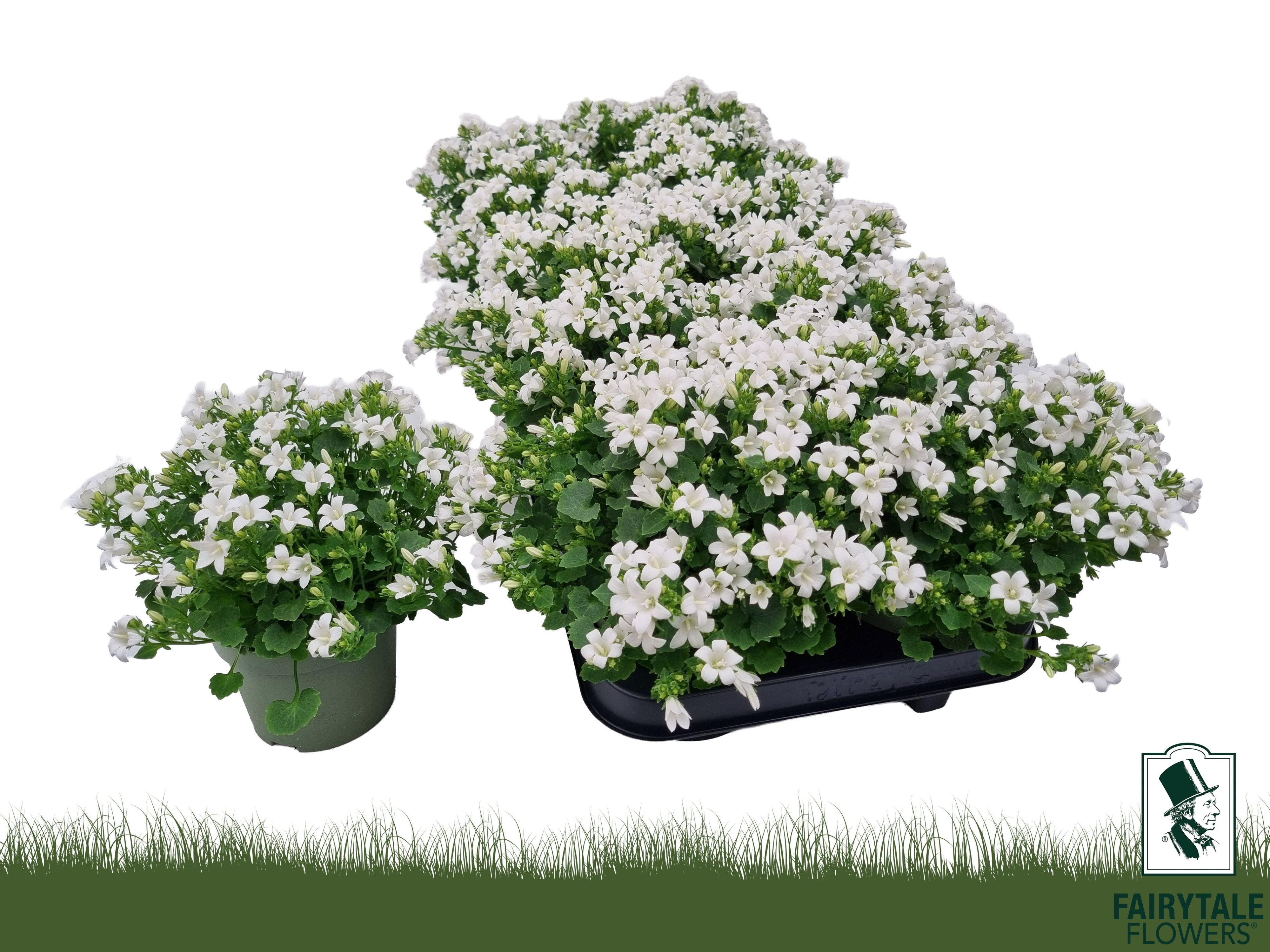 Горшечные цветы и растения оптом Camp Por Whi Get Mee от 10шт (для телеги) из Голландии с доставкой по России