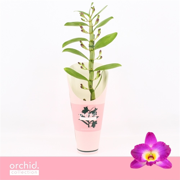 Горшечные цветы и растения оптом Den Nob 1st Akatsuki Orchid Collection от 6шт из Голландии с доставкой по России