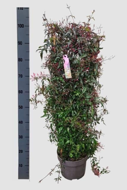 Горшечные цветы и растения оптом Jasm Polyanthum Rz от 1шт из Голландии с доставкой по России