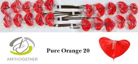 Срезанные цветы оптом Anthurium pure orange от 20шт из Голландии с доставкой по России