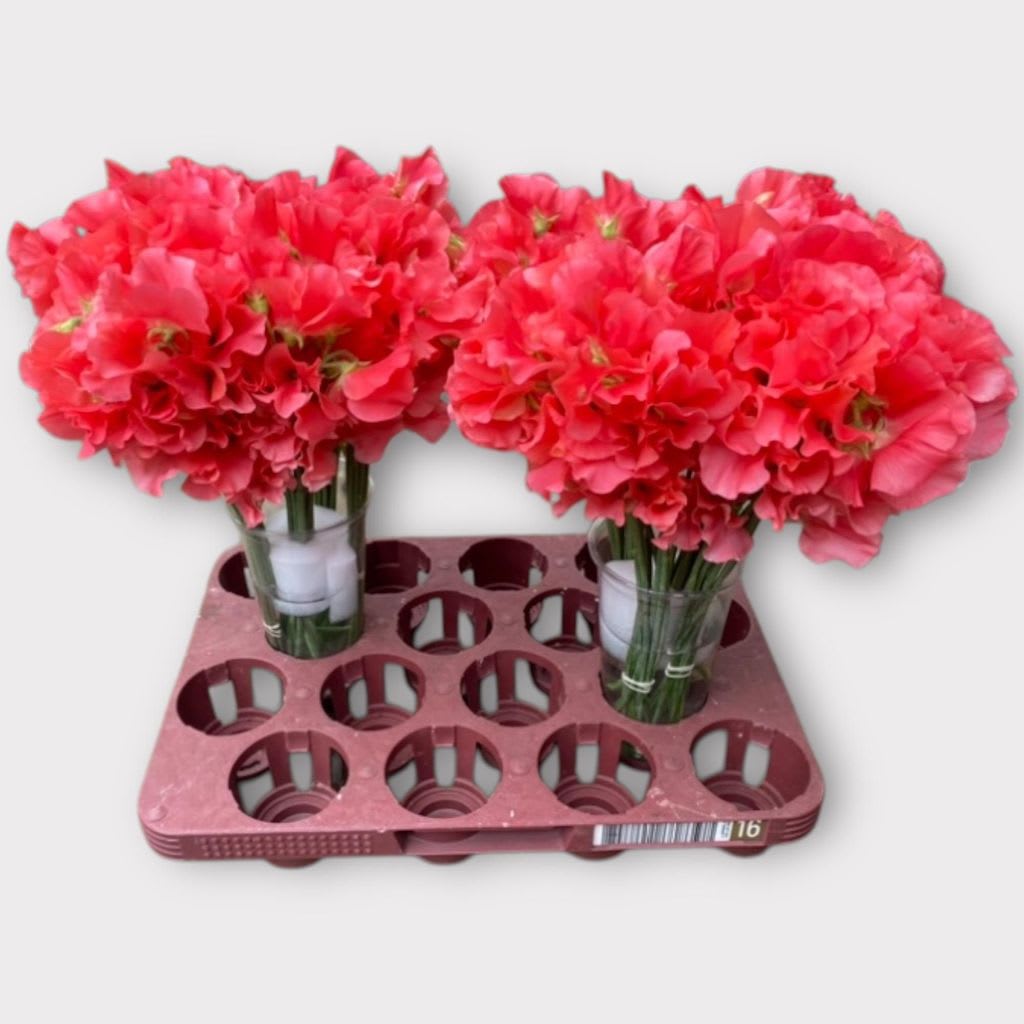 Срезанные цветы оптом Lathyrus romance coral от 100шт из Голландии с доставкой по России