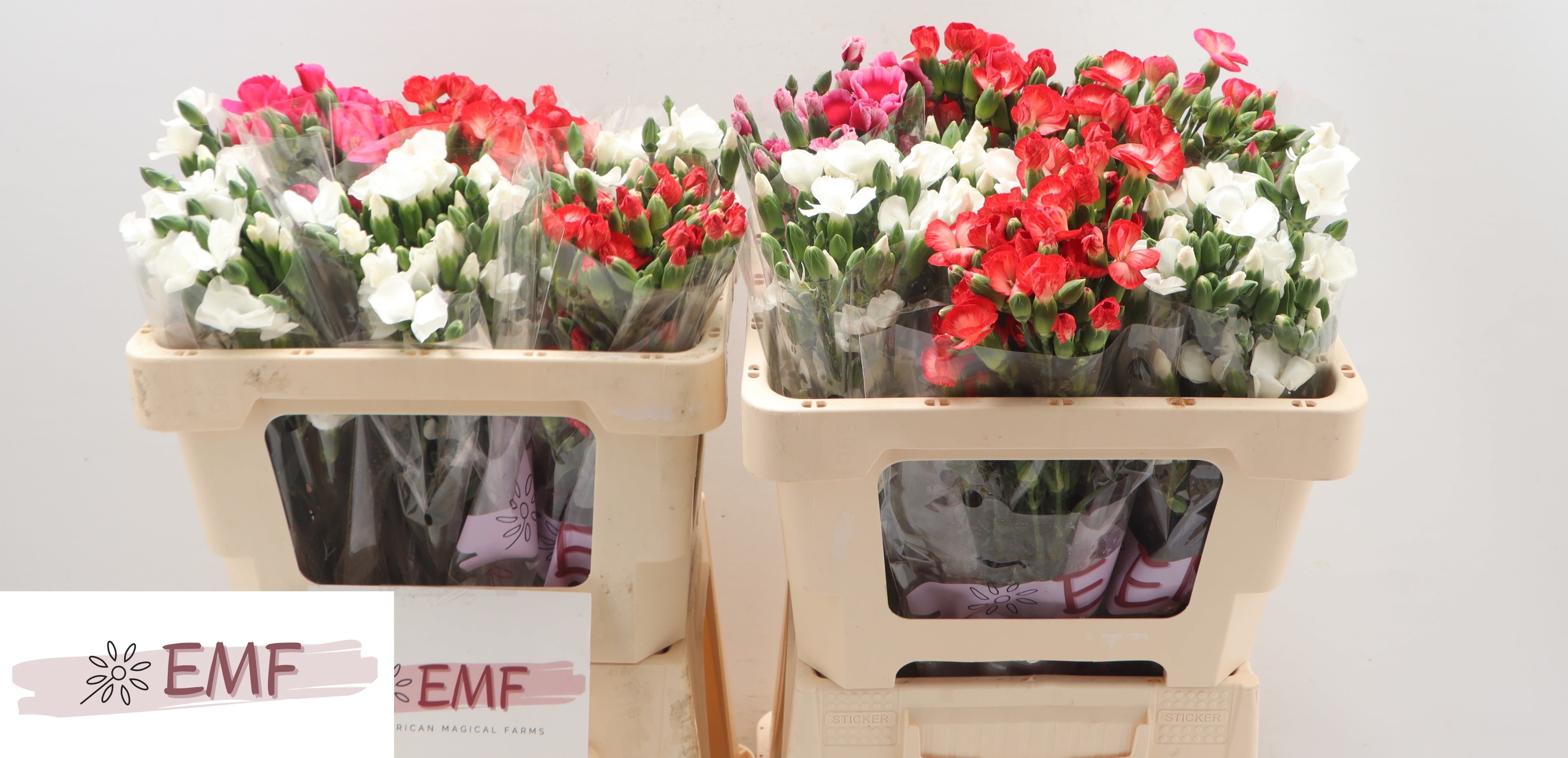 Срезанные цветы оптом Dianthus sp solomio mix in bucket от 60шт из Голландии с доставкой по России