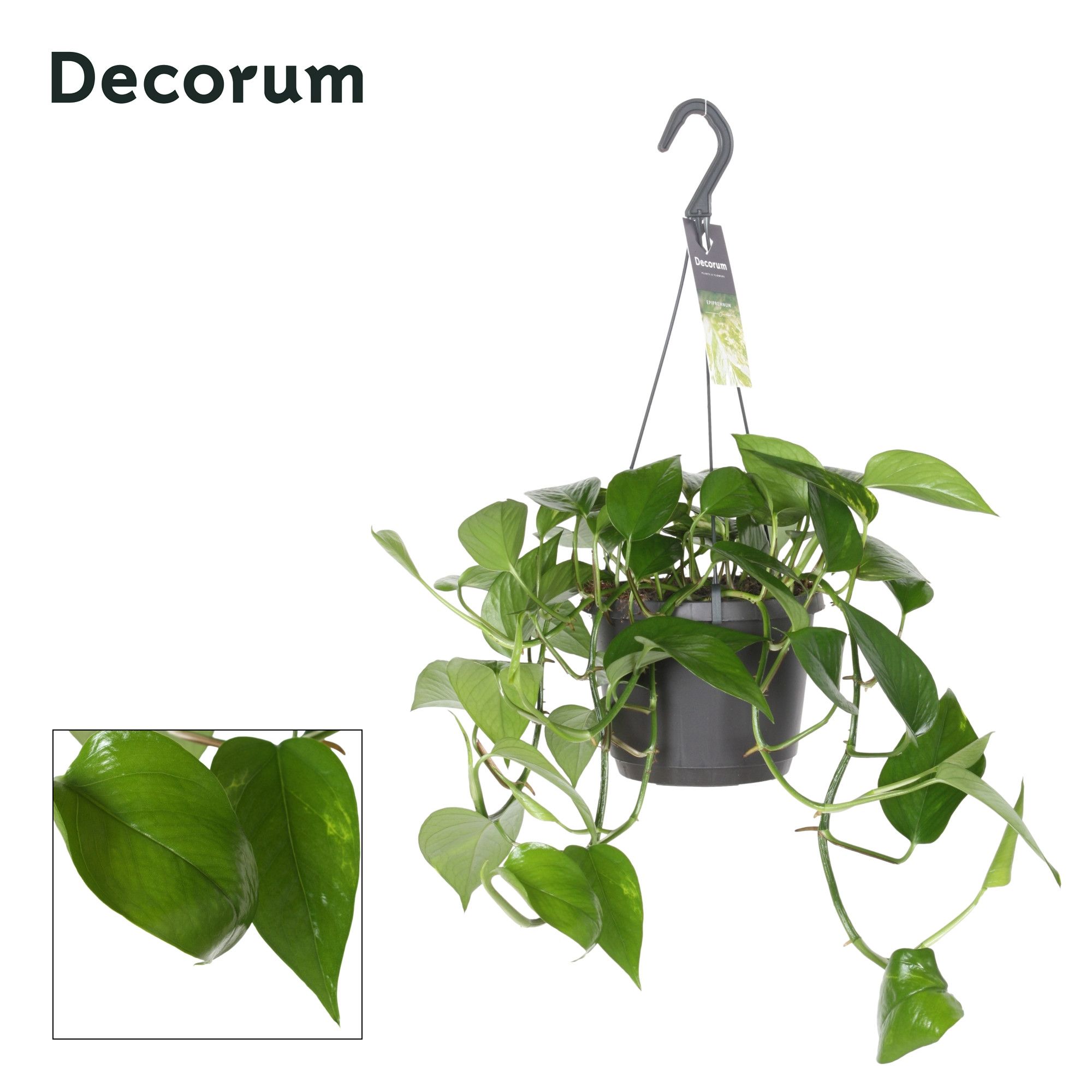 Горшечные цветы и растения оптом Epipremnum Pinnatum Aureum Hang от 6шт из Голландии с доставкой по России