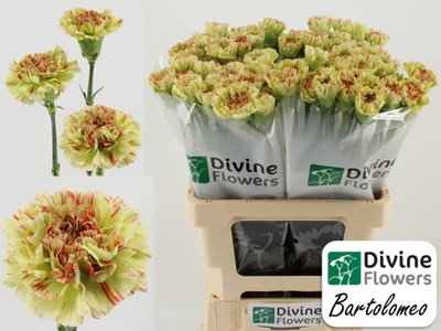 Срезанные цветы оптом Dianthus st bartolomeo от 80шт из Голландии с доставкой по России