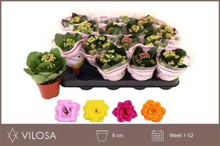 Горшечные цветы и растения оптом Kal Ge Gem 4 Kl от 16шт (для телеги) из Голландии с доставкой по России