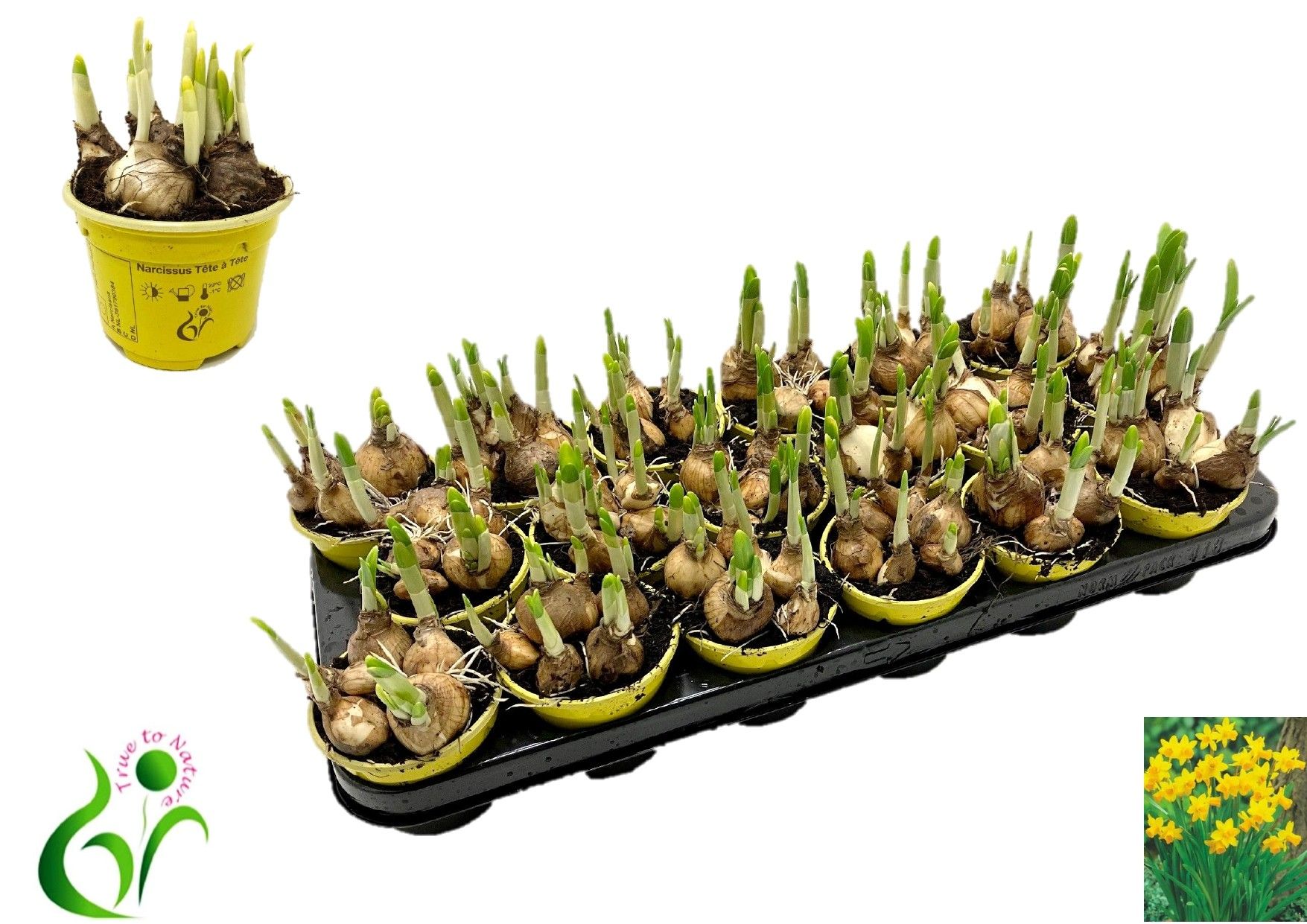 Горшечные цветы и растения оптом Narc O Tete A Tete от 18шт (для телеги) из Голландии с доставкой по России