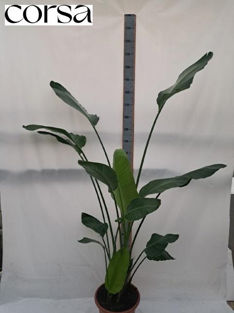 Горшечные цветы и растения оптом Strelitzia Nicolai от 1шт из Голландии с доставкой по России