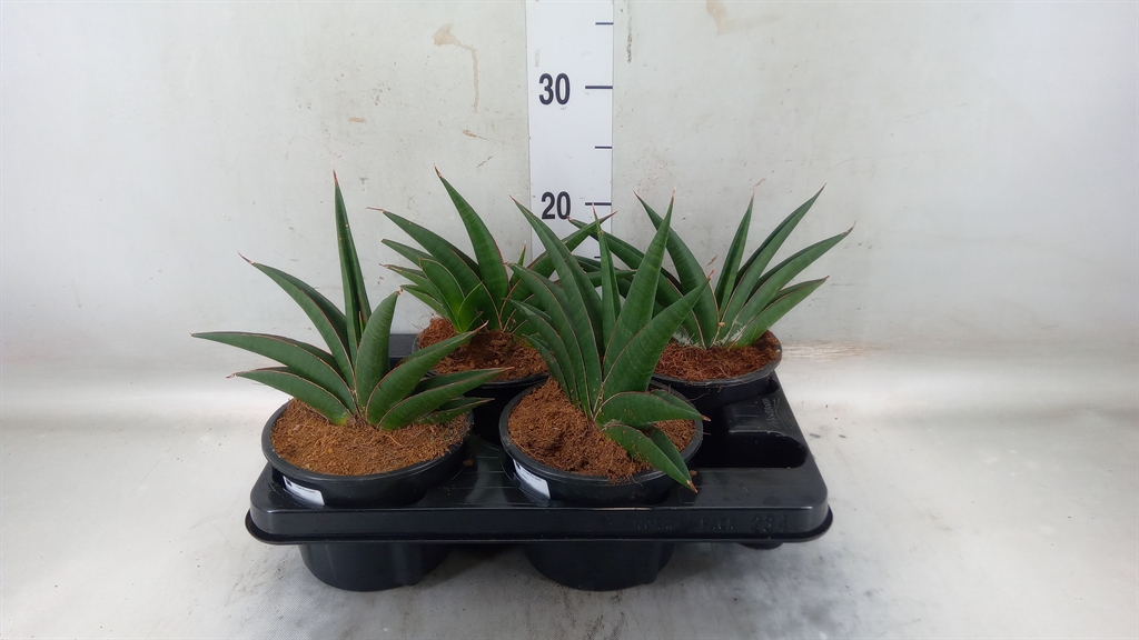 Горшечные цветы и растения оптом Sansevieria   ... от 4шт из Голландии с доставкой по России