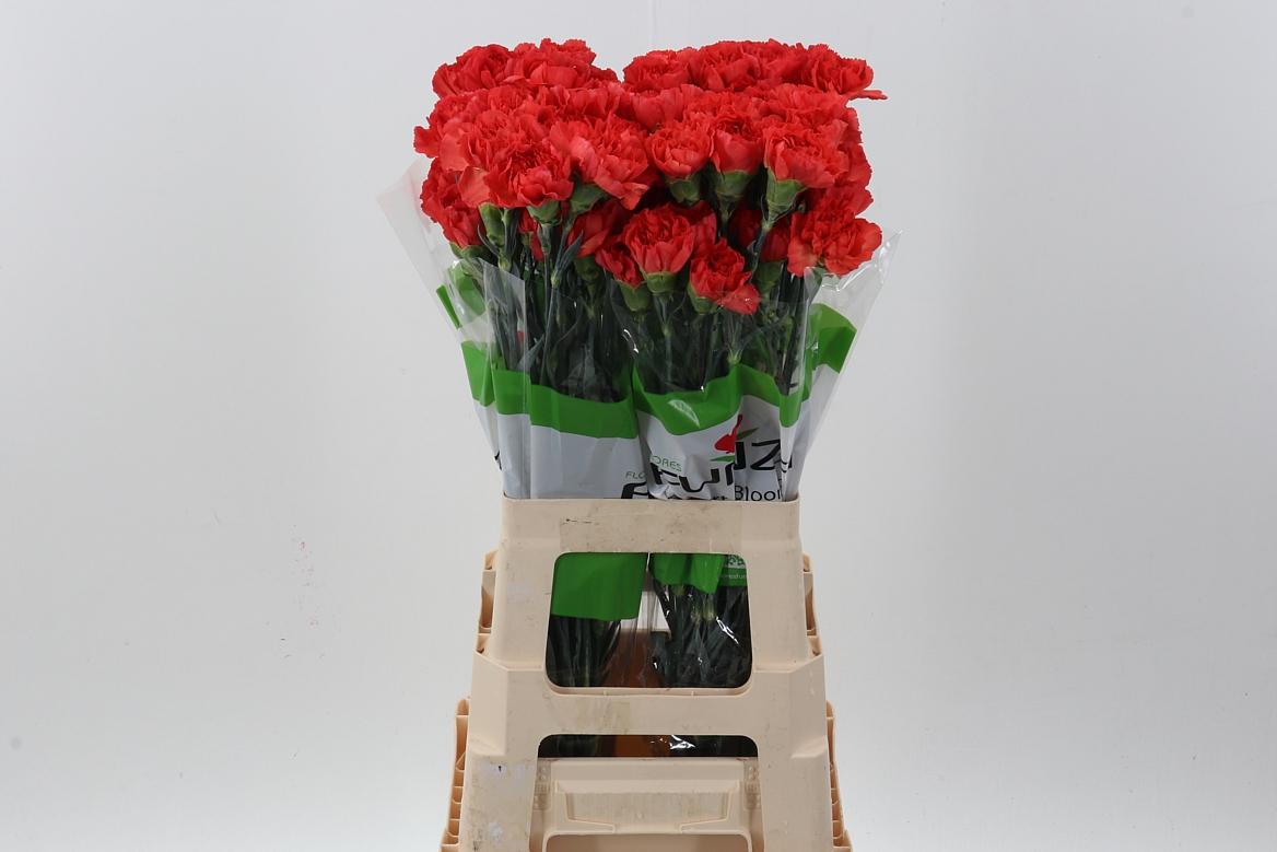 Срезанные цветы оптом Dianthus st tangelo от 80шт из Голландии с доставкой по России