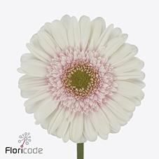 Срезанные цветы оптом Gerbera michelle от 40шт из Голландии с доставкой по России