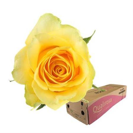 Срезанные цветы оптом Rosa large moonwalk от 500шт из Голландии с доставкой по России