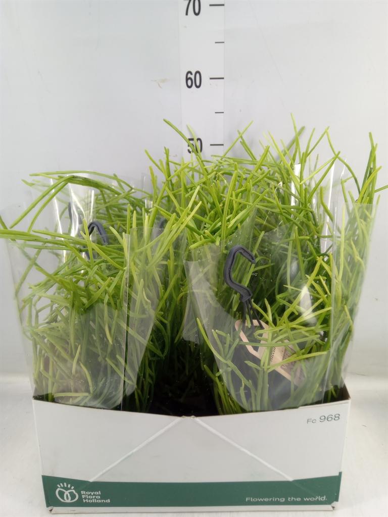 Горшечные цветы и растения оптом Rhipsalis   ... от 5шт из Голландии с доставкой по России