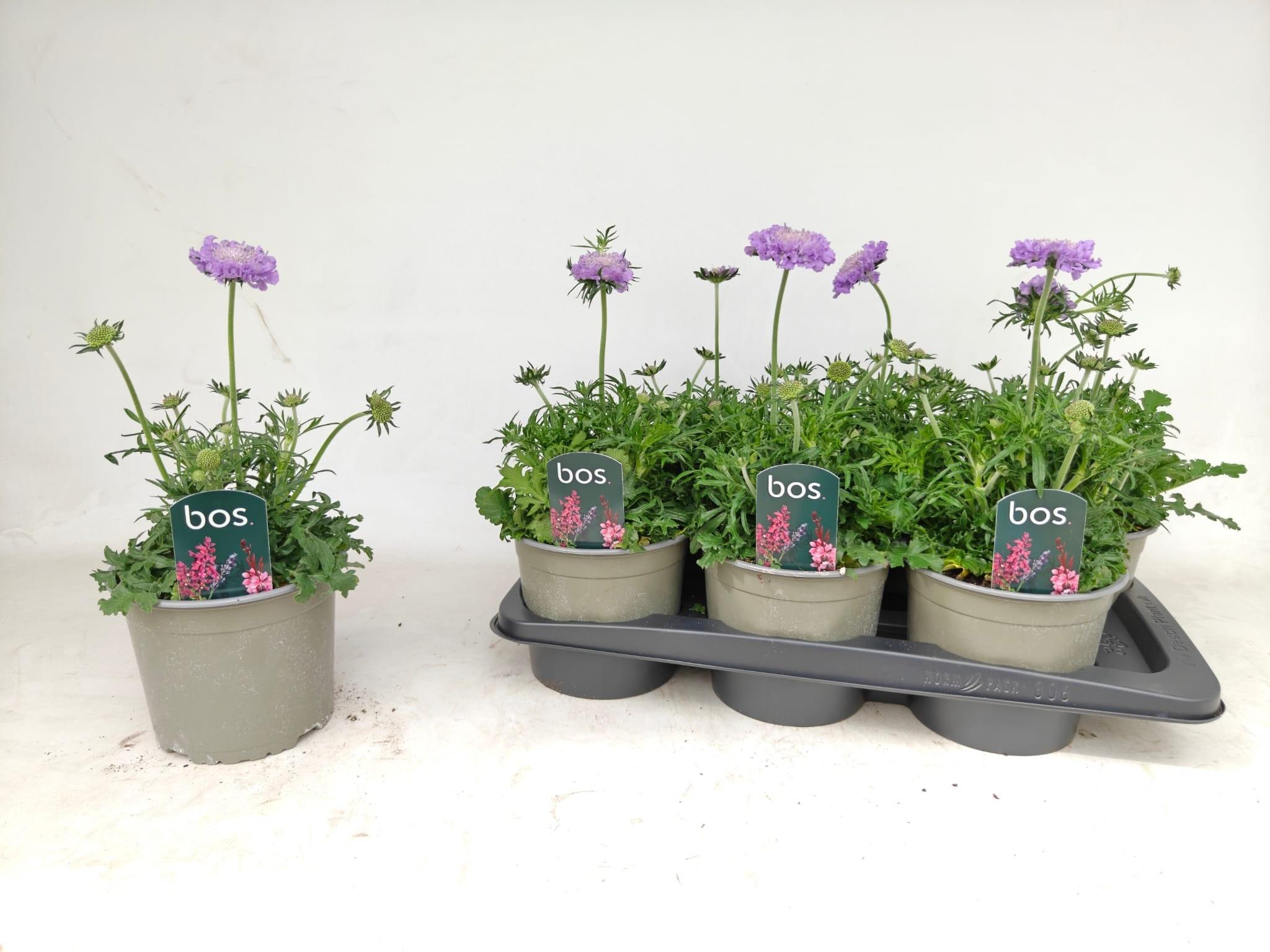 Горшечные цветы и растения оптом Scab Columbaria от 6шт из Голландии с доставкой по России